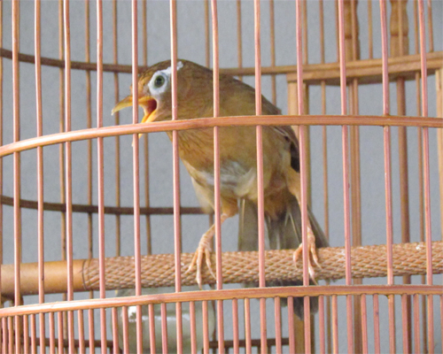 Hình ảnh chim Họa Mi đẹp - Loài chim hot hay nhất