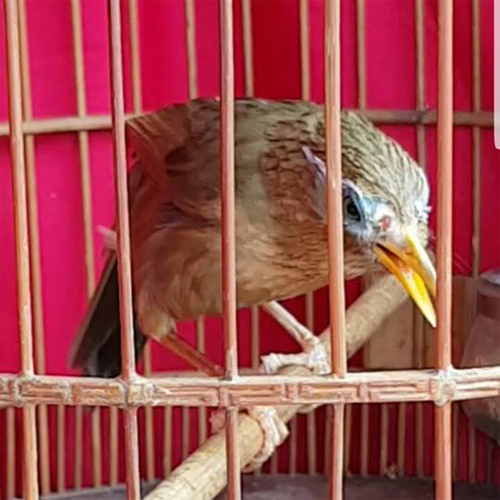 Mường Khương, Lào Cai: Tranh cãi về việc tổ chức “Hội thi chim Họa mi  chiến” » Báo Phụ Nữ Việt Nam