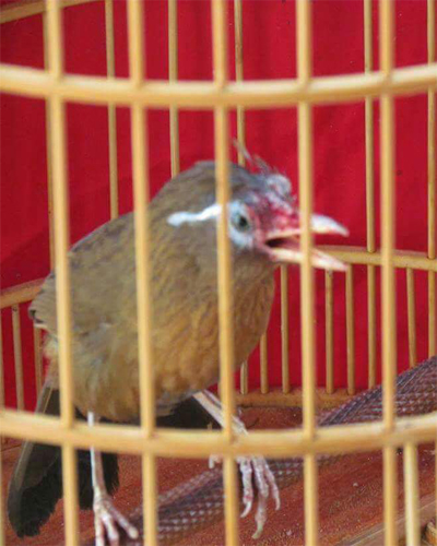 Chim Họa mi - Đặc điểm, cách chọn chim và cách nuôi